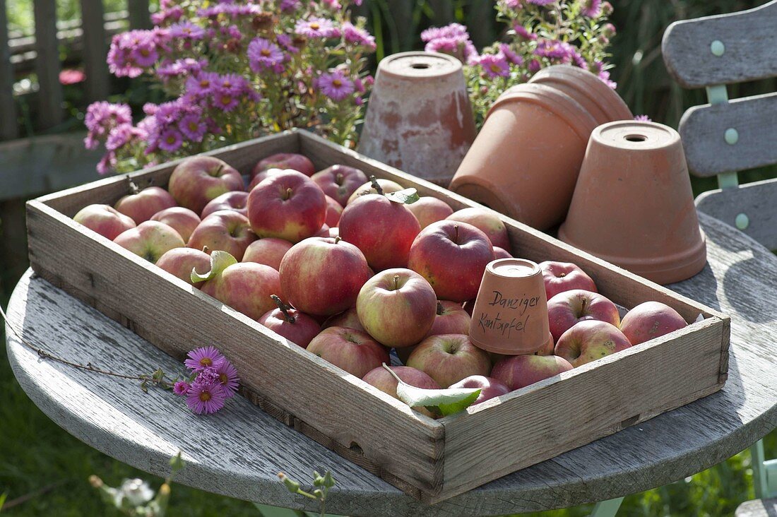 Wooden box with freshly picked apples 'Danziger Kantapfel' (Malus)