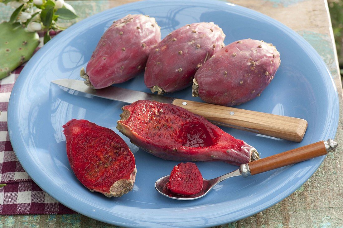 Fruits of prickly pear cactus (Opuntia ficus-indica) on a blue table