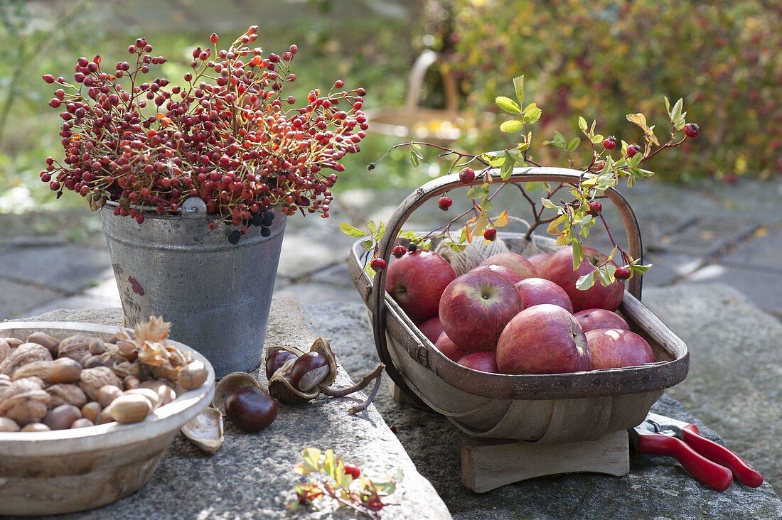 Korb mit frisch gepflückten Äpfeln (Malus) und Rosa (Hagebutten)