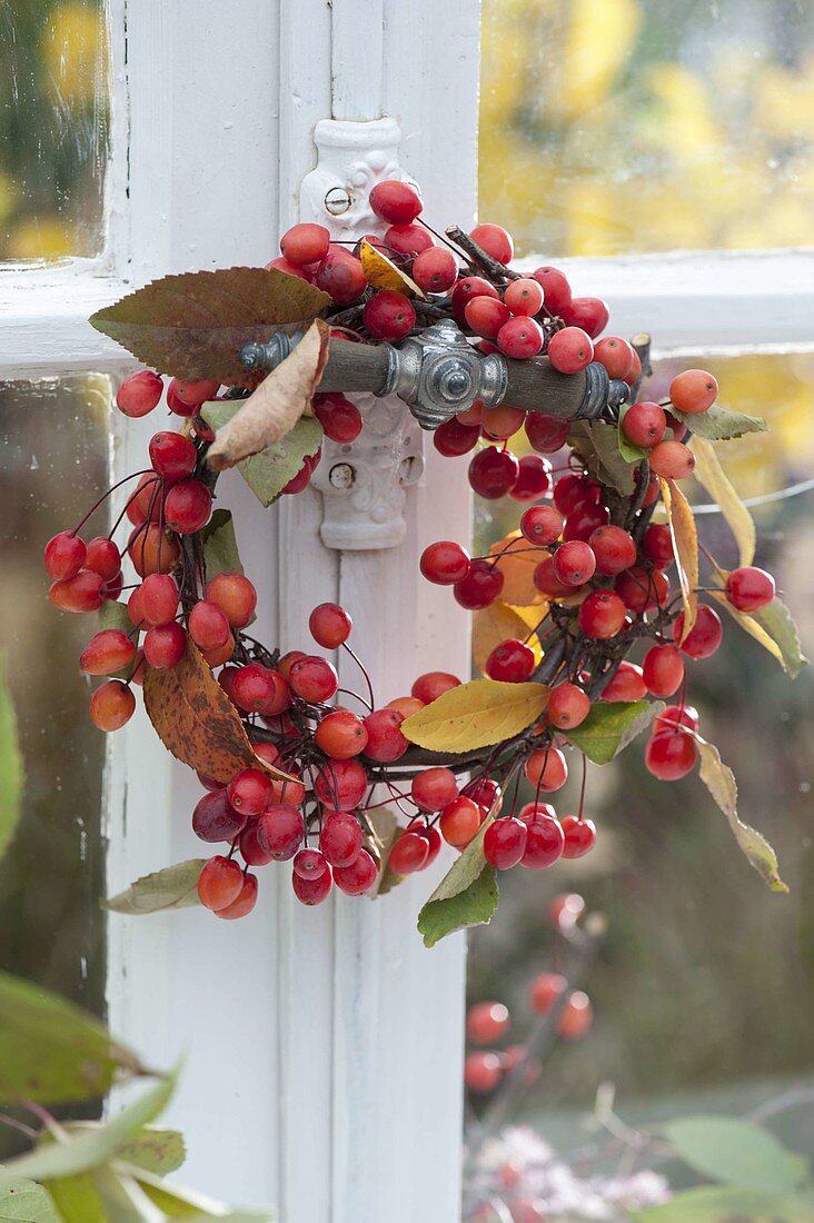 Small wreath of Malus (ornamental apples) by the window