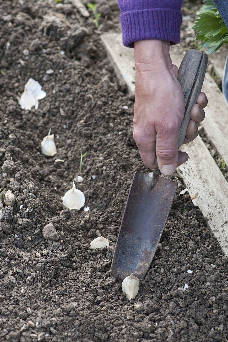 Plant garlic cloves (Allium tuberosum) at intervals