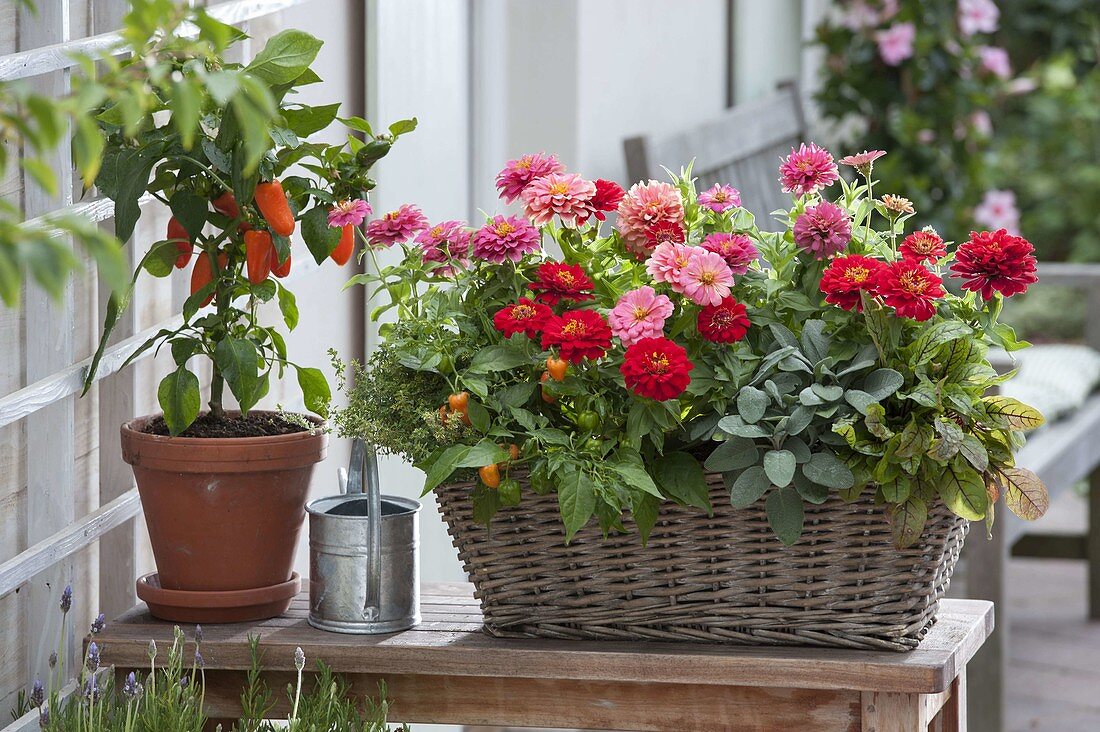 Korbkasten mit Zinnia (Zinnien), Blutampfer (Rumex sanguineus), Salbei