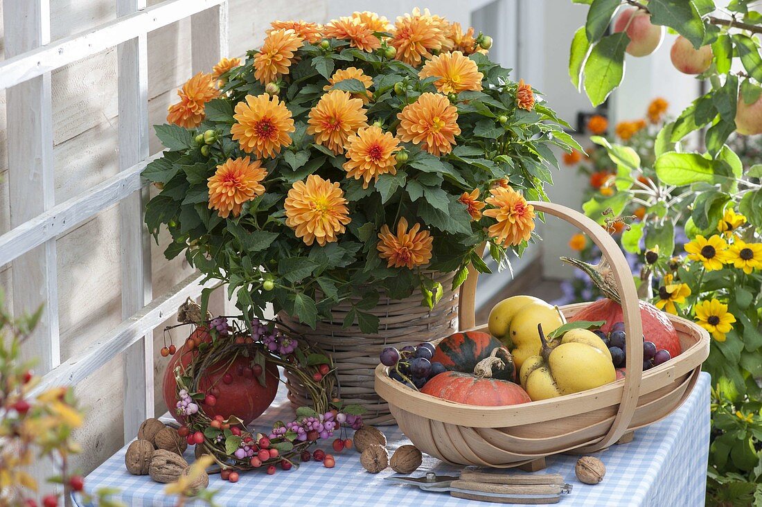 Dahlia (orange dahlia) in basket-pot, chip basket with pumpkins (cucurbita)