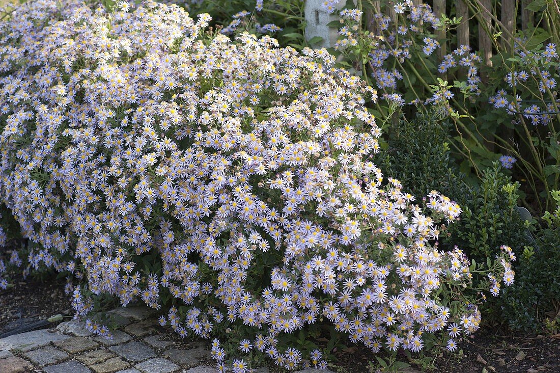 Aster ageratoides 'Ashvi' (Wild Aster, Autumn Aster, Ageratum Aster)