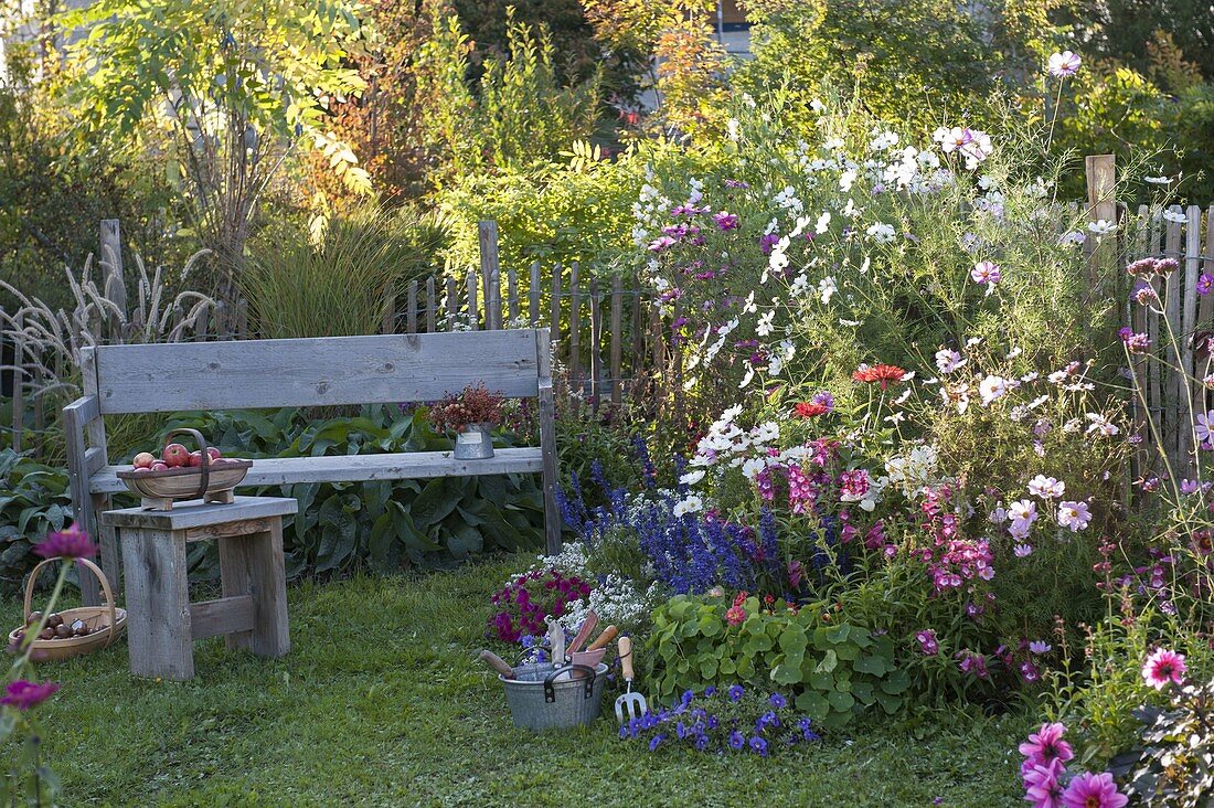 Farm garden with cosmos (ornamental basket), penstemon