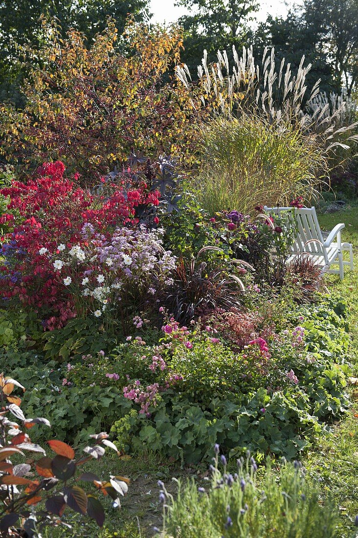 Autumn border: Euonymus alatus (cork spindle bush), Anemone