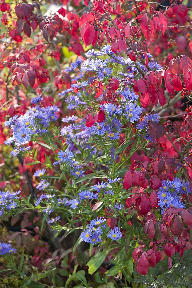 Euonymus alatus (Korkleisten-Spindelstrauch)