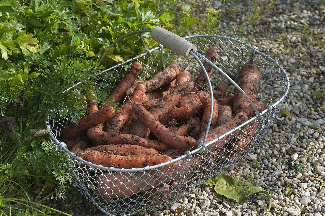 Frisch geerntete Karotten, Möhren (Daucus carota) im Drahtkorb