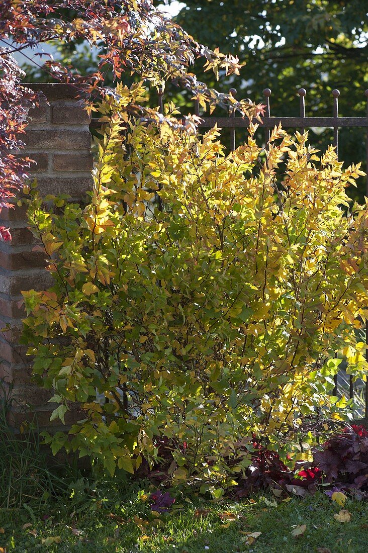 Physocarpus opulifolius 'Dart's Gold' (goldgelbe Blasenspiere)