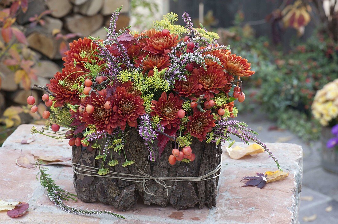 Chrysanthemum (autumn chrysanthemums), fennel (foeniculum), calluna