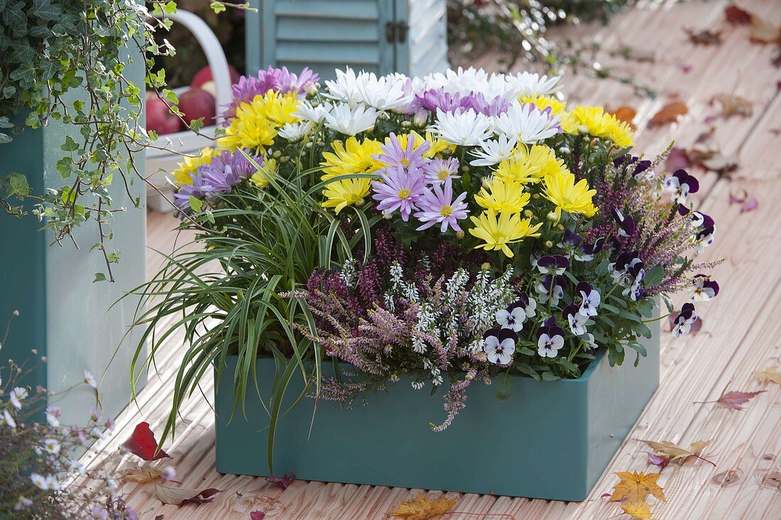 Turquoise plastic box with Chrysanthemum mix (autumn chrysanthemum)