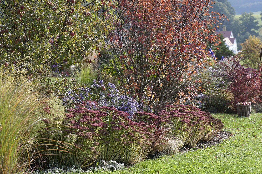 Autumn bed with apple tree, rock pear and perennials