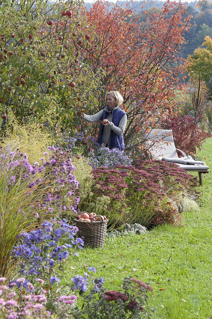 Autumn bed with apple tree, rock pear and perennials