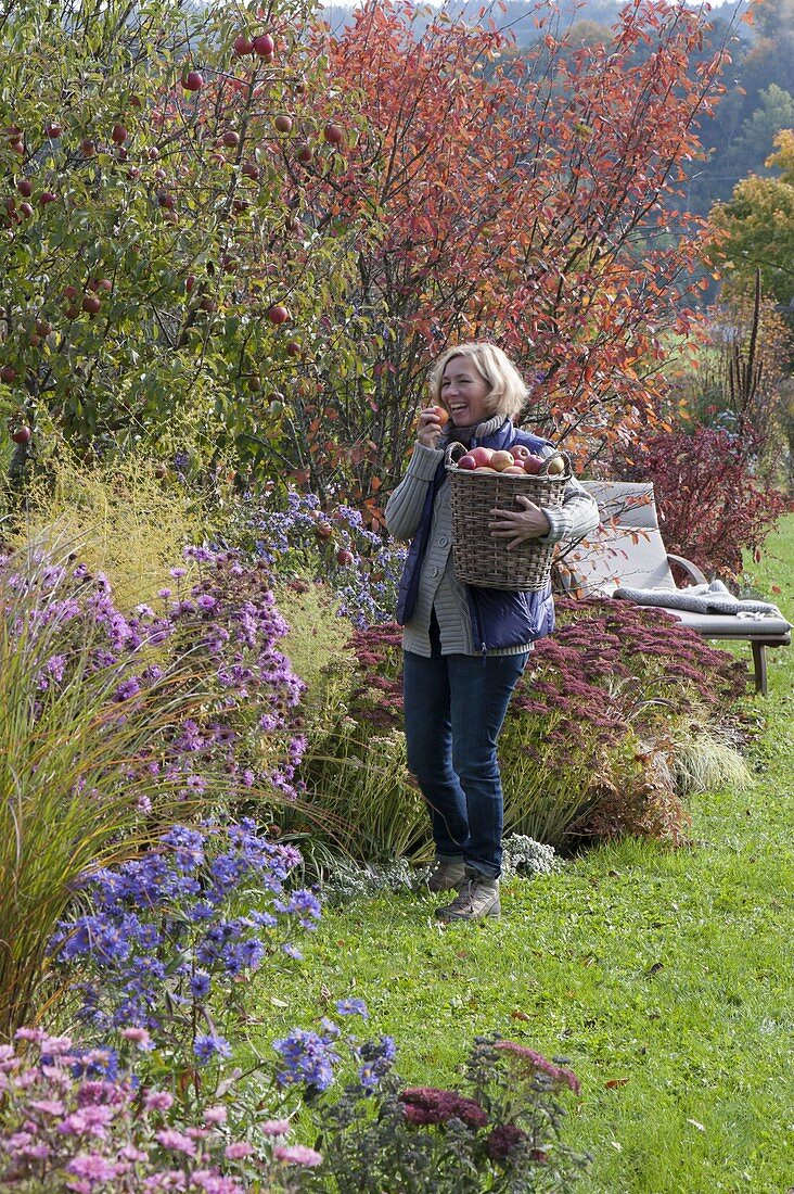 Autumn bed with apple tree, rock pear and perennials