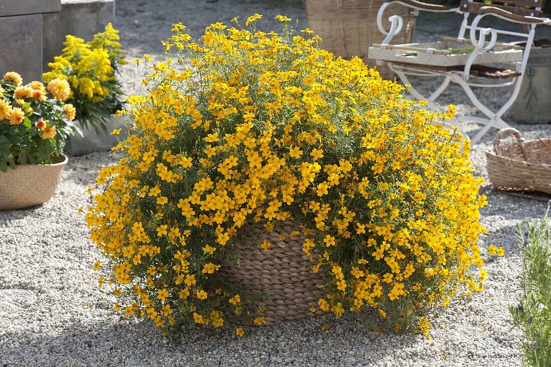 Tagetes 'Gold Medal' (Studentenblume)