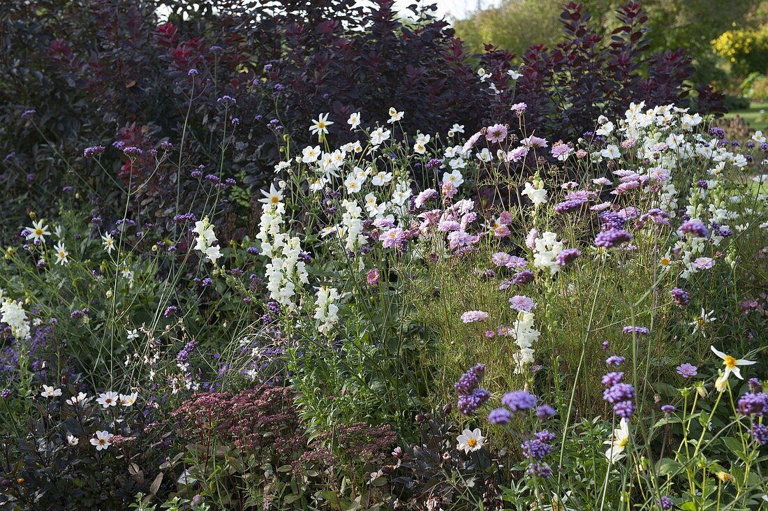 Anemone japonica (Autumn anemone), Cosmos (Jewel basket)