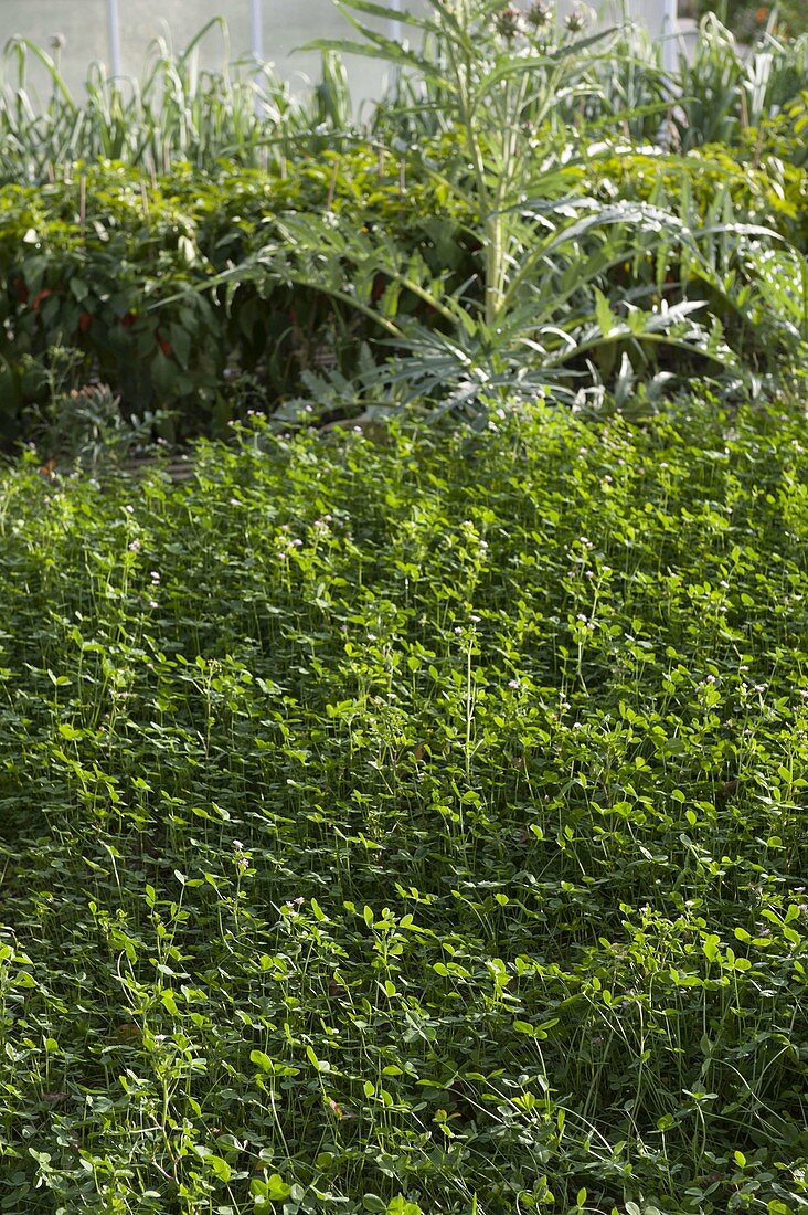 Green manuring in vegetable garden with Medicago sativa (alfalfa)
