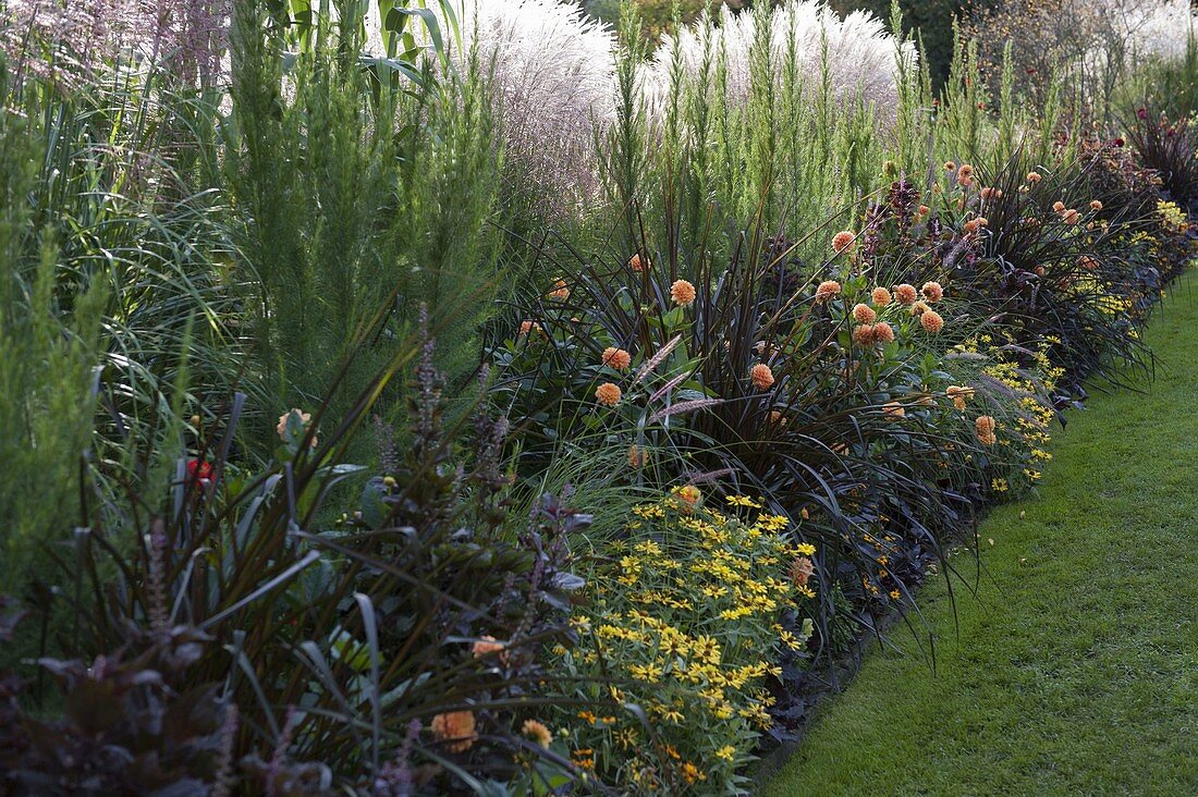 Border with summer flowers and grasses: Pennisetum setaceum 'Rubrum'