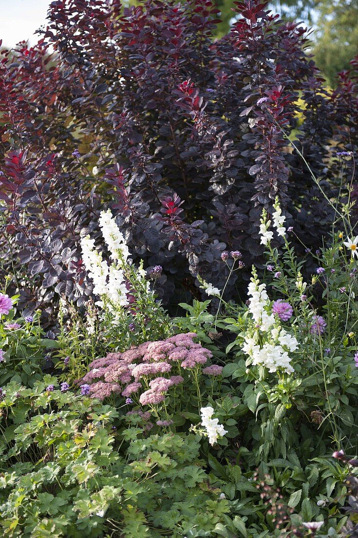 Cotinus coggygria 'Royal Purple' (Wig Bush), Antirrhinum