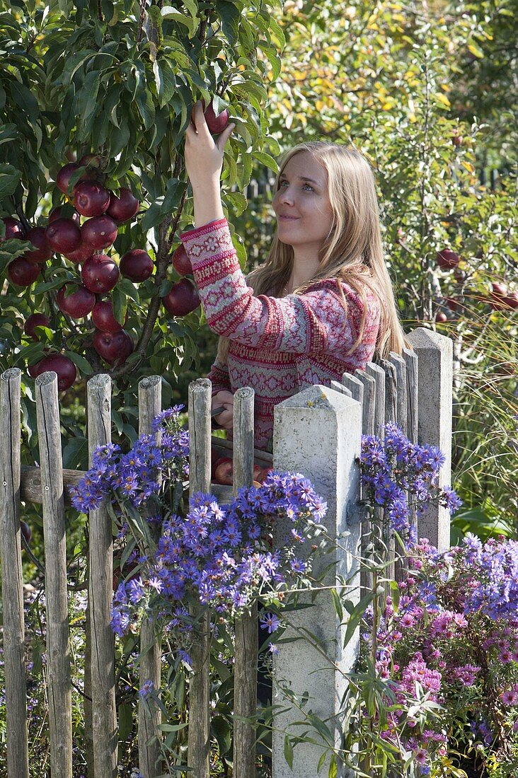 Young woman picks apples