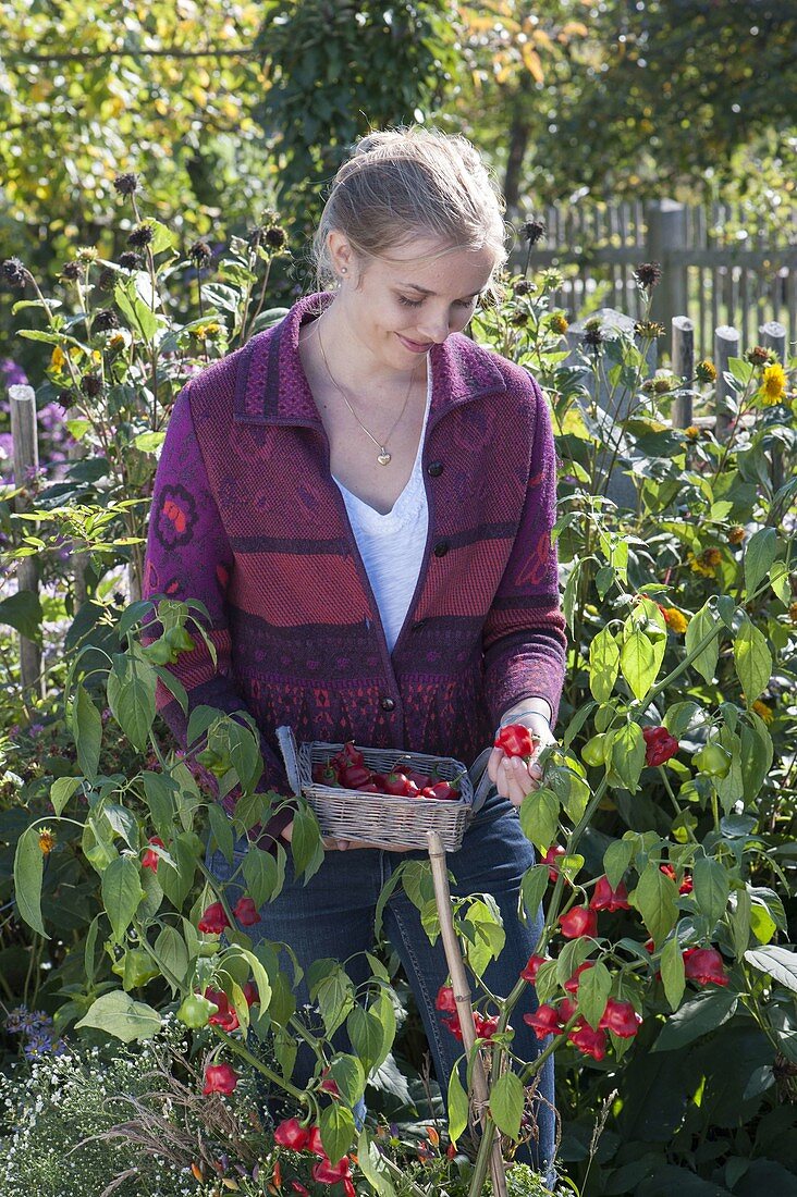 Young woman harvesting bell chilli 'Bishop's Crown' (Capsicum baccatum)