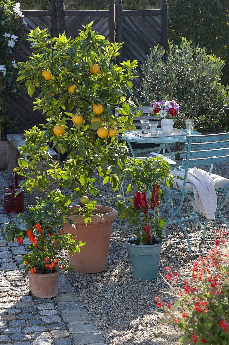 Kiesterrasse mit Citrus sinensis (Orange), Olea europaea (Olive)