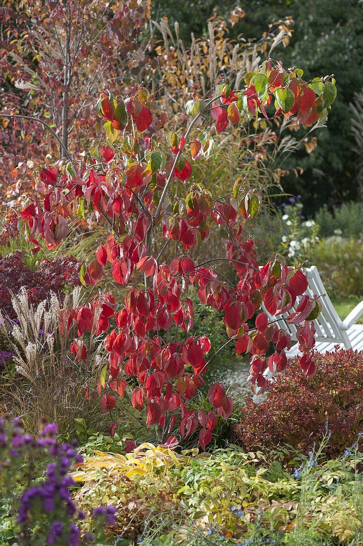 Cornus nuttallii (Nuttall's flowering dogwood) in autumn colours