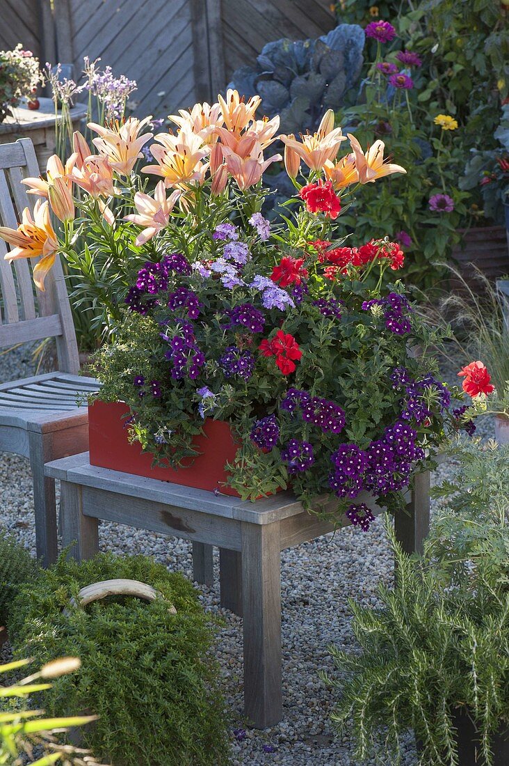 Red box Lilium Passion 'Ladylike', Verbena 'Purple with Eye'