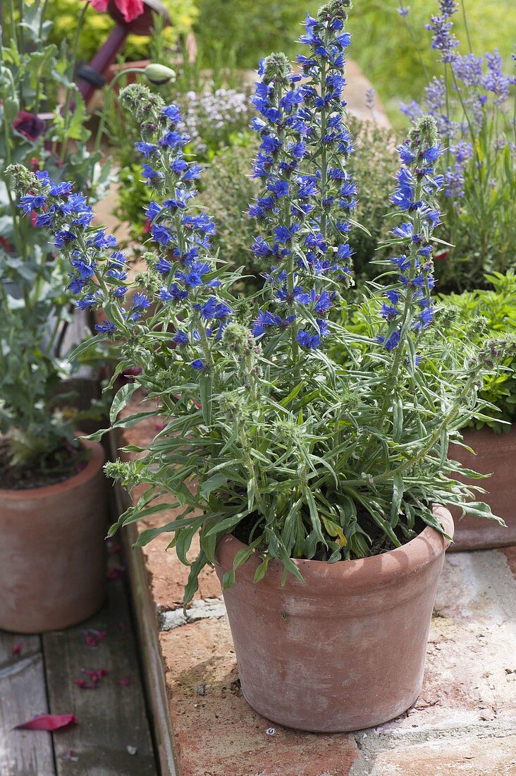 Echium vulgare (viper's bugloss) in terracotta pot