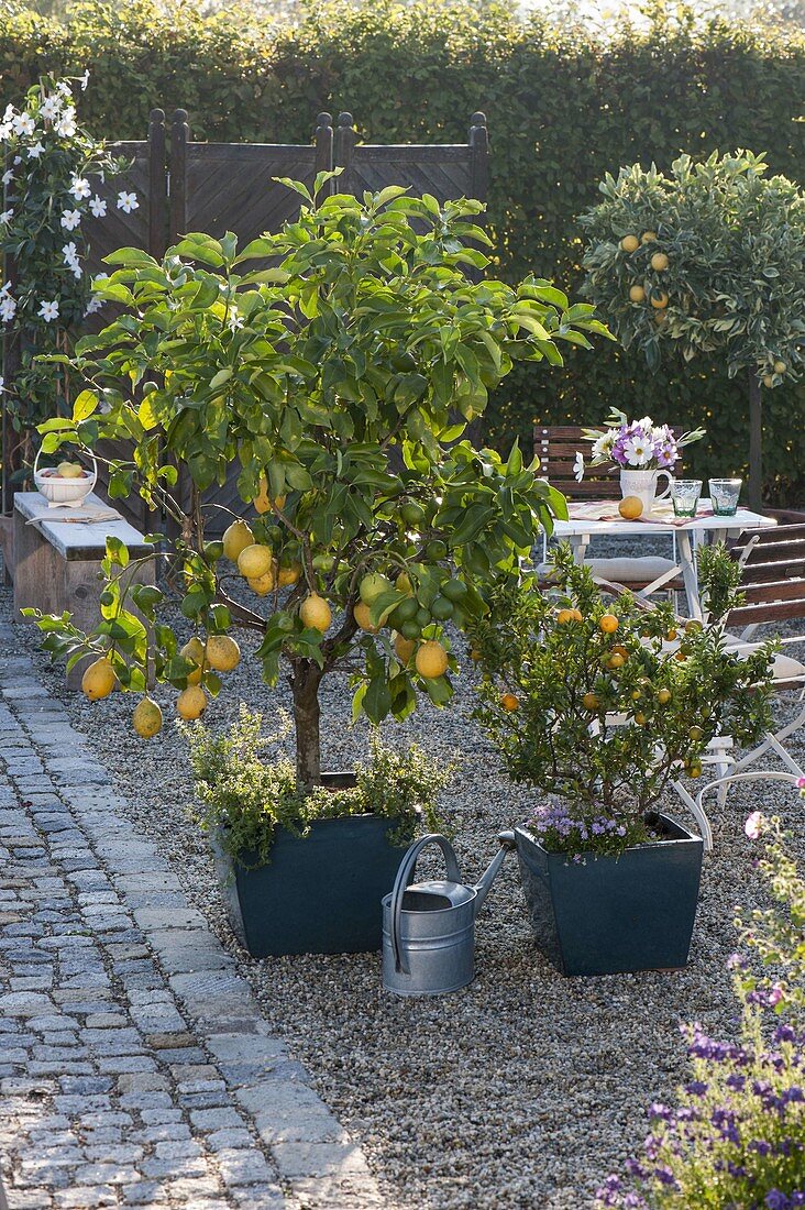 Mediterranean gravel terrace with citrus plant