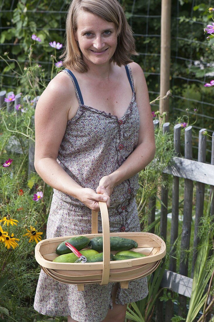 Frau mit Korb voller frisch geernteter Gurken (Cucumis)