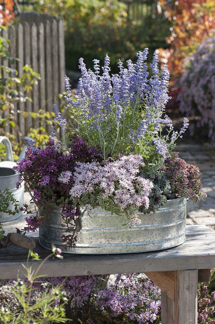 Planted zinc tub with Perovskia 'Lacey Blue', Sedum