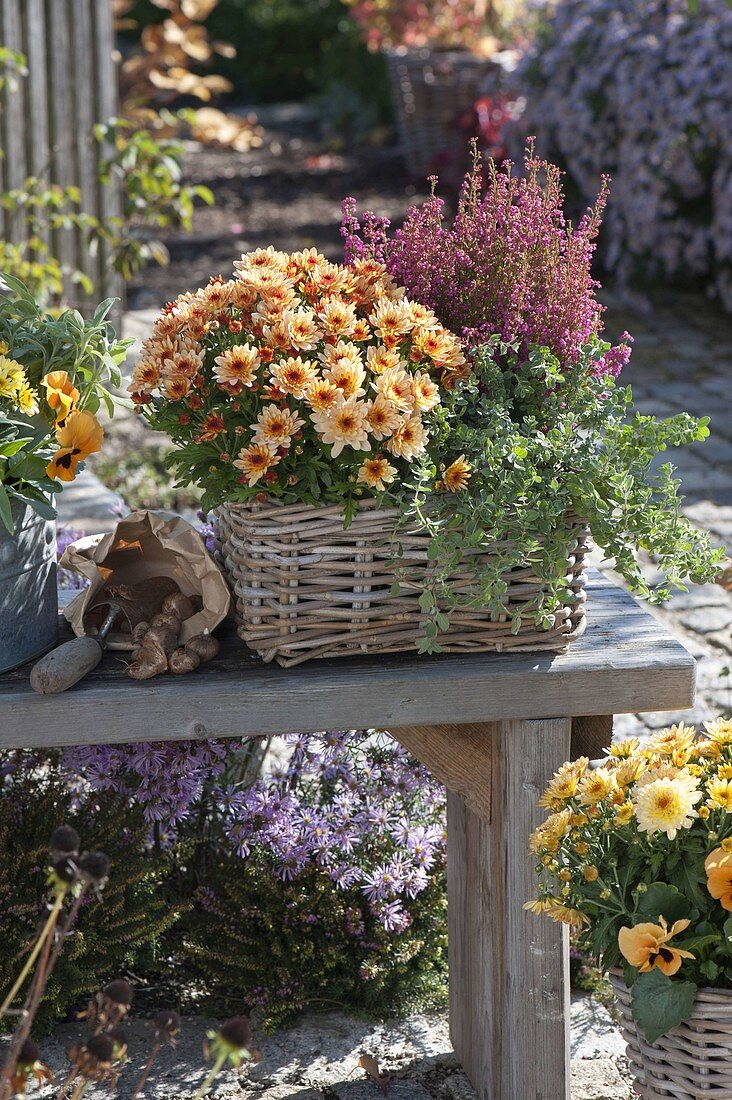 Korb mit Chrysanthemum Yahou 'Faro' (Herbstchrysantheme) Erica gracilis