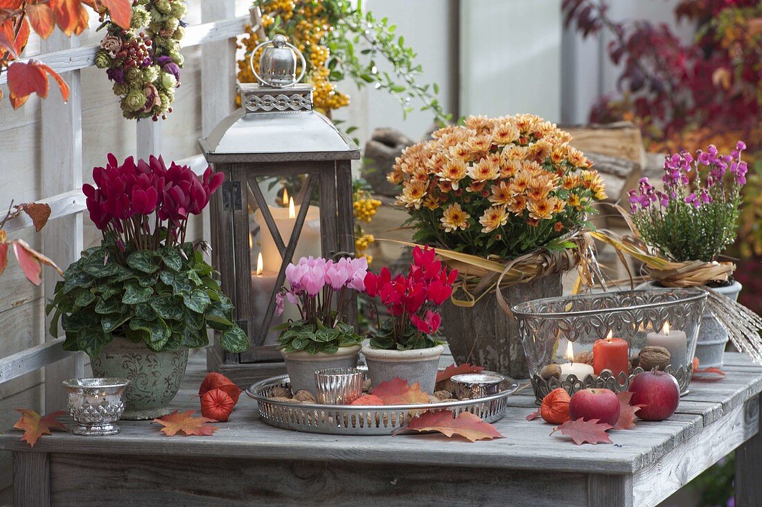 Autumn arrangement on the patio table: Chrysanthemum 'Yahou Faro'
