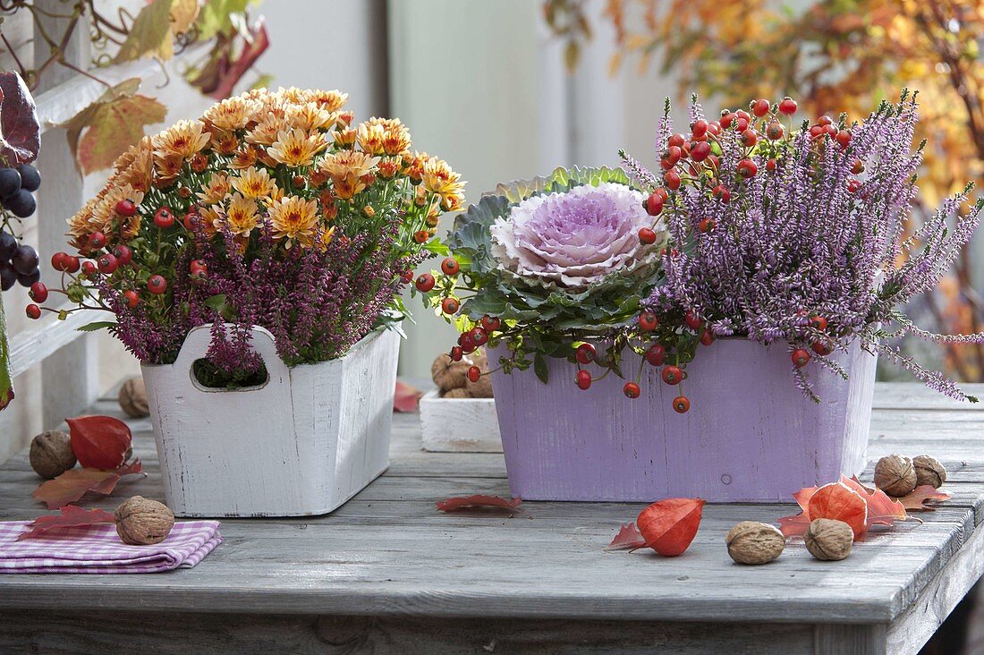 Wood Boxes with Chrysanthemum Yahou 'Faro' (Autumn Chrysanthemum)