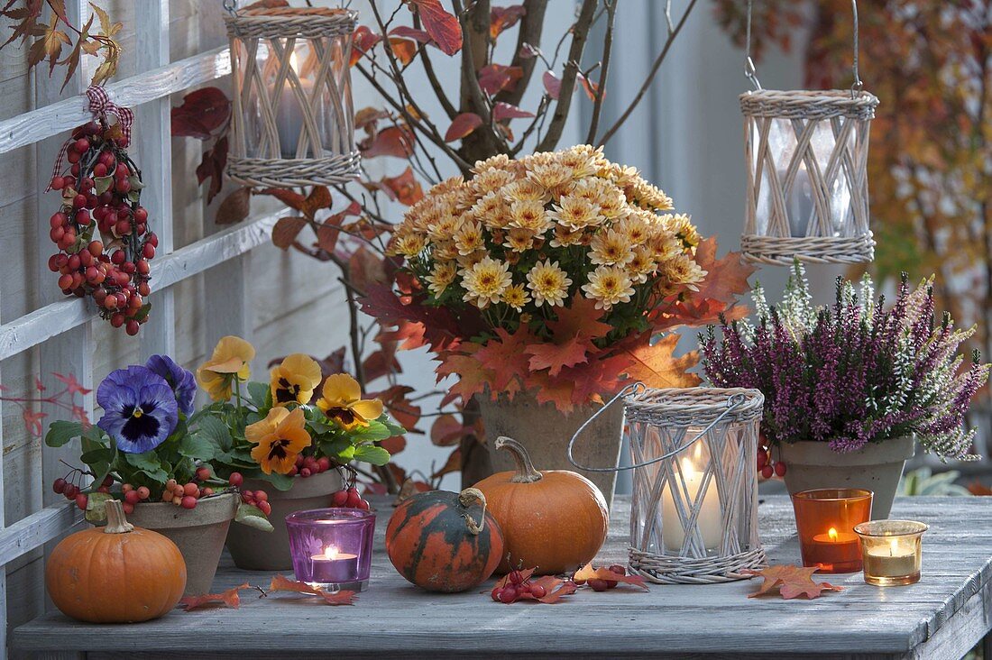 Autumn table arrangement: Chrysanthemum Yahou 'Faro' (Autumn Chrysanthemum)