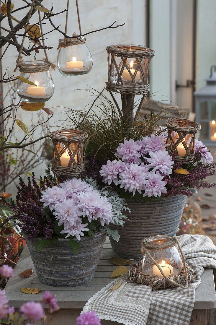 Rustikale Töpfe mit Chrysanthemum (Herbstchrysanthemen), Calluna