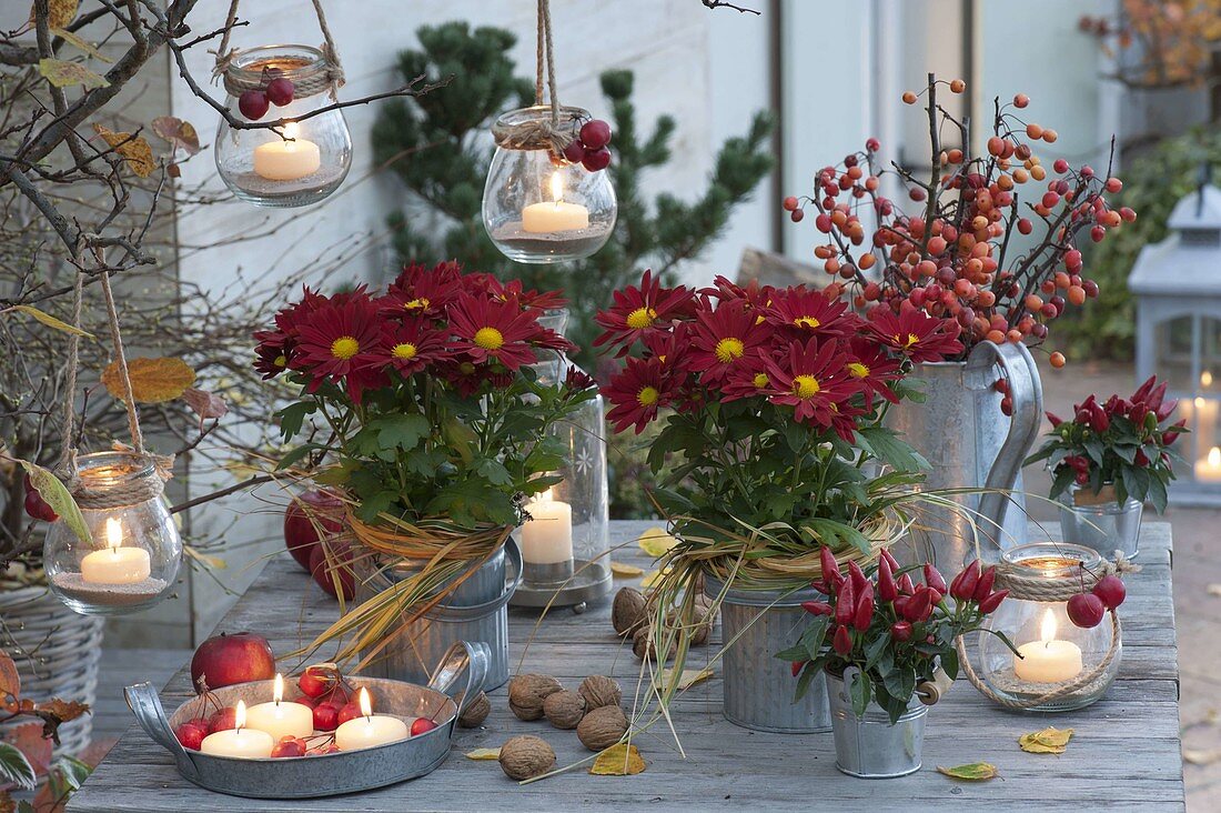 Zinc bucket with Chrysanthemum (autumn chrysanthemum), grasses