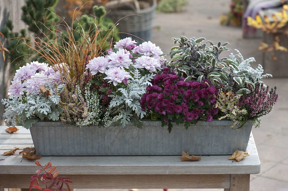 Metal box with Chrysanthemum, Cineraria