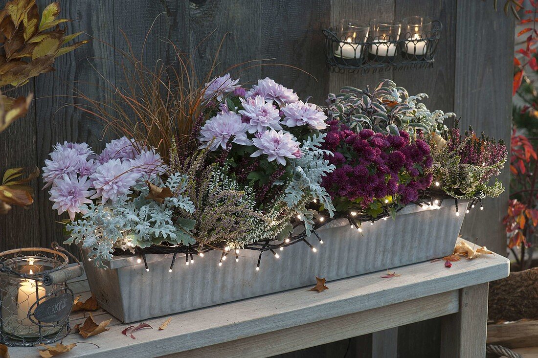 Metal box with Chrysanthemum (Autumn Chrysanthemum)