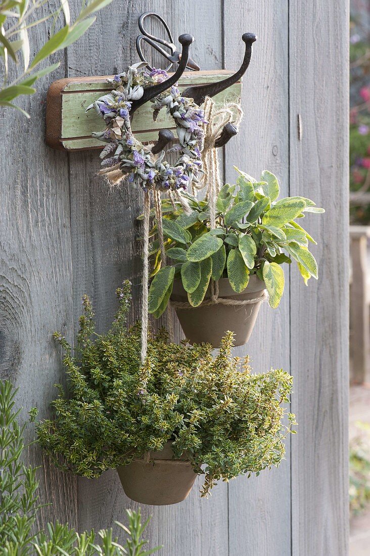 Lemon thyme 'Gold King' (Thymus citriodorus) and golden sage 'Icterina'.