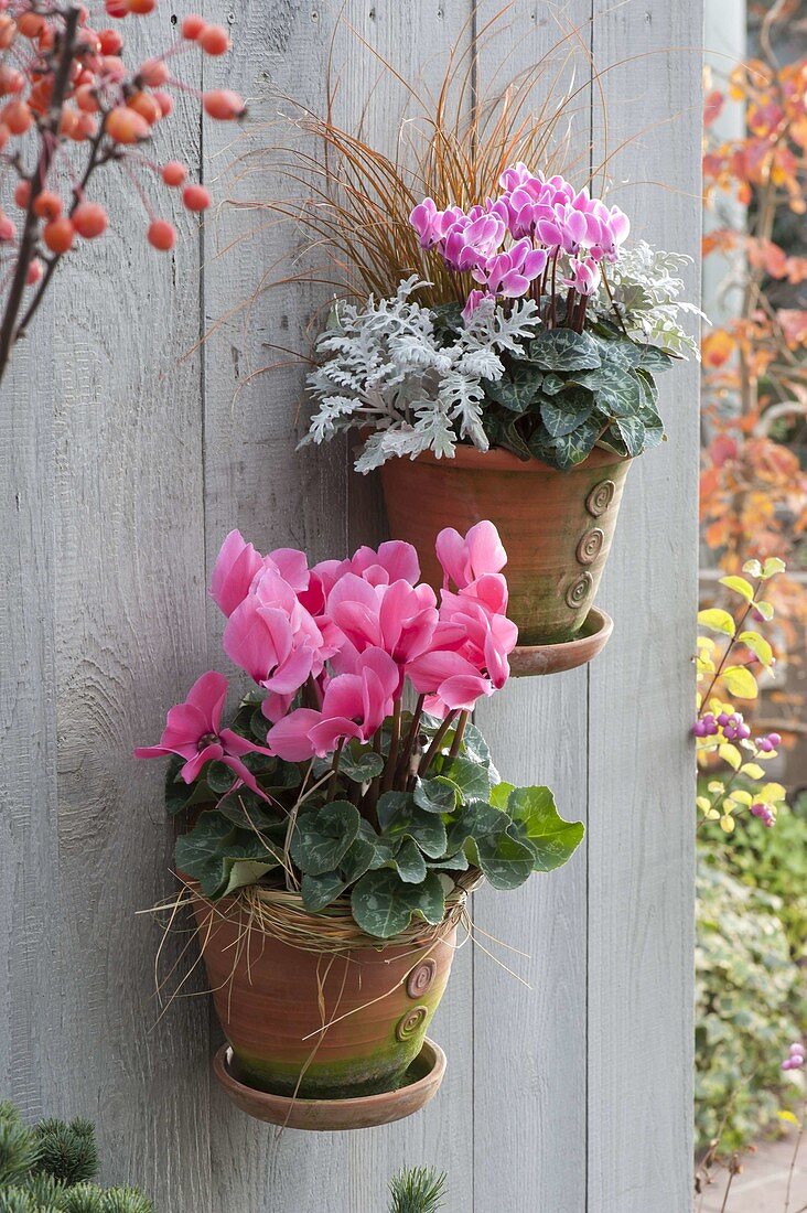 Hand-made wall hanging pots with Cyclamen, Carex