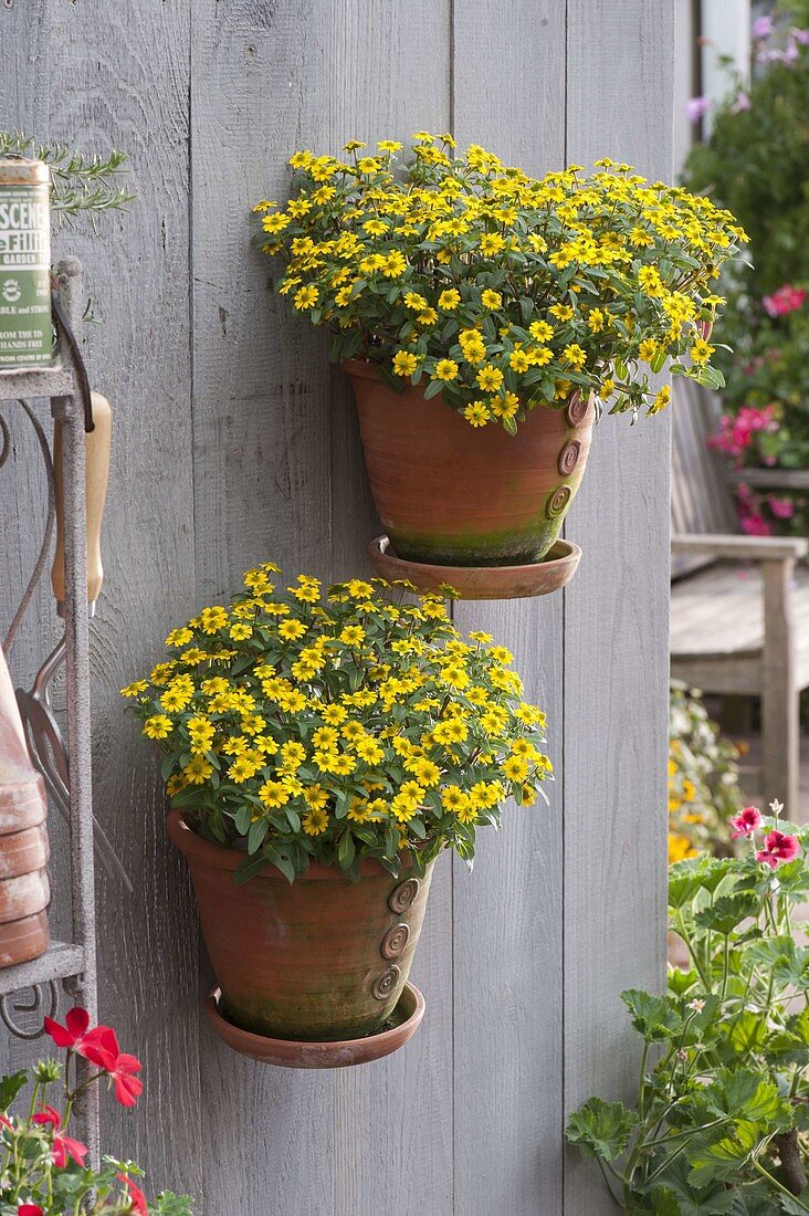 Hand-made wall hanging pots with Sanvitalia 'Bambini'