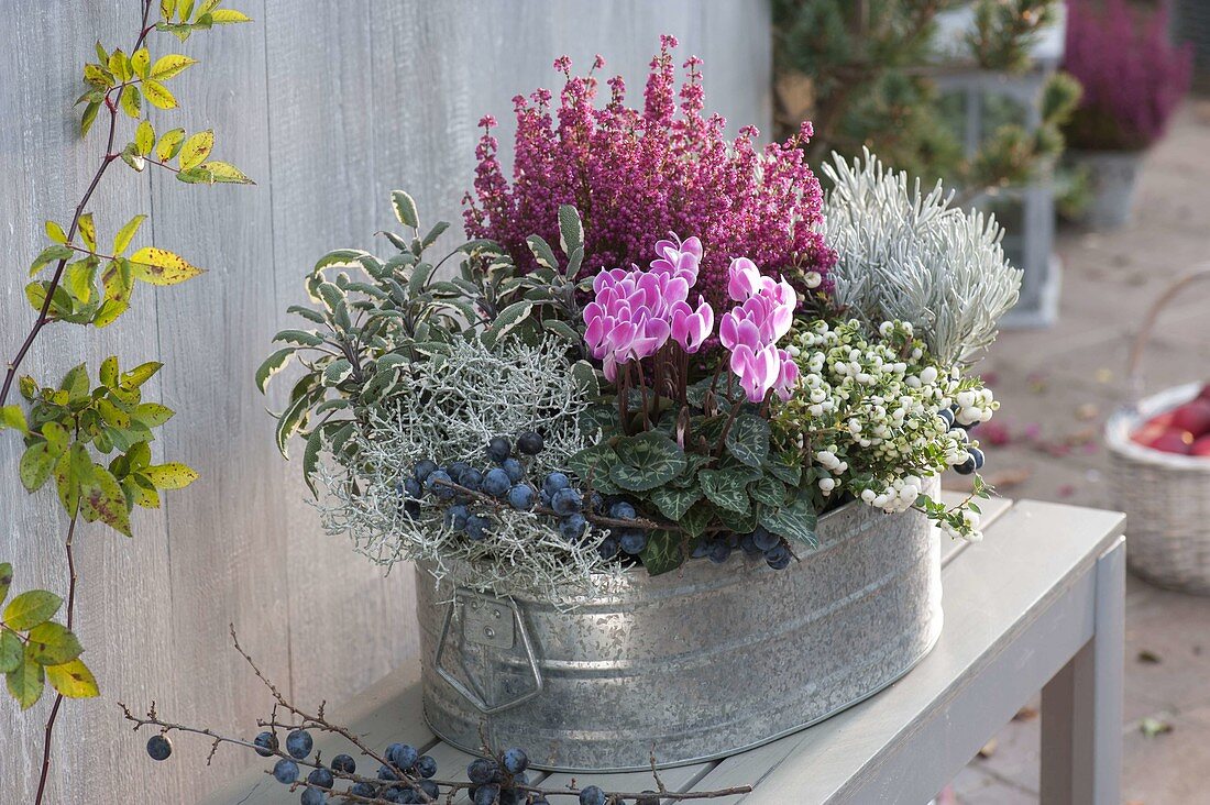 Zinc tub with Erica gracilis (Topferica), Helicrysum 'White Wonder'