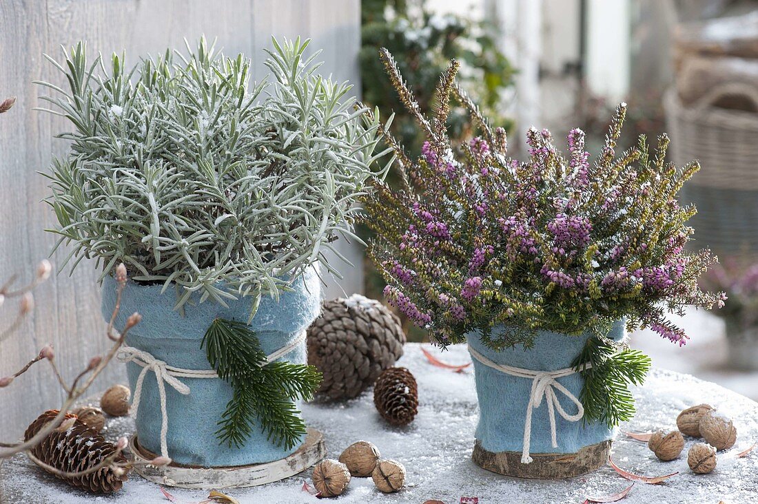 Erica darleyensis (snow heath) and lavender (Lavandula)