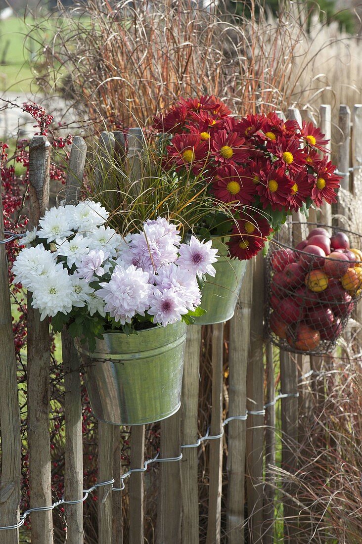Chrysanthemum (Autumn Chrysanthemum) and Carex (Sedge) in tin buckets