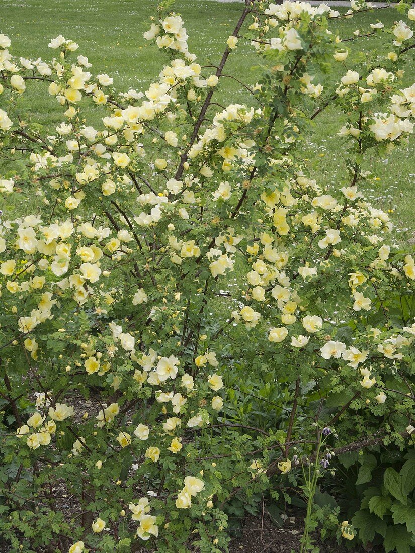 Rosa hugonis syn. Rosa xanthina forma hugonis (Chinese Gold Rose)