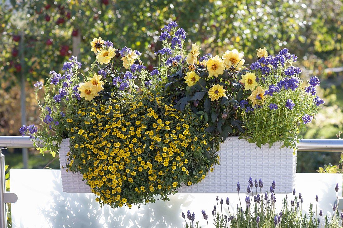 White Lechuza box on the balcony railing: Nemesia Karoo 'Dark Blue'