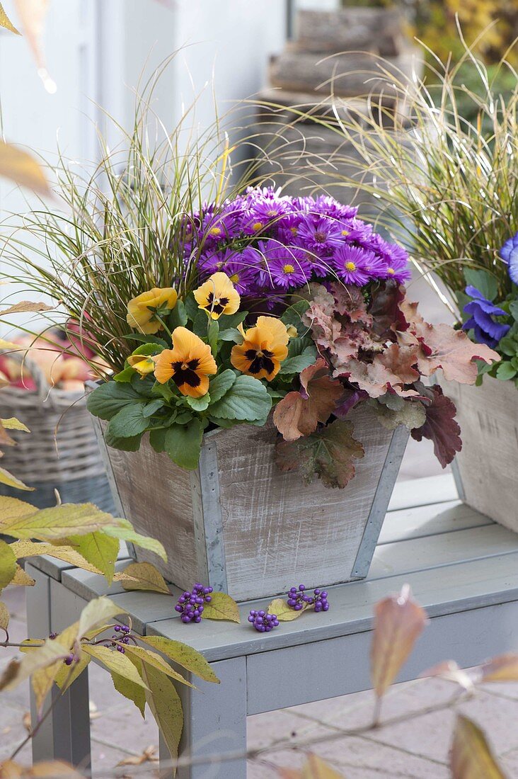 Wooden vessel with Heuchera 'Red Fury' (Violet bells), viola