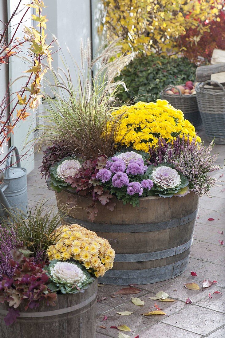 Wooden barrels with Chrysanthemum 'Kiraz Rico' (Autumn Chrysanthemum)